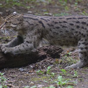 Fishing cat