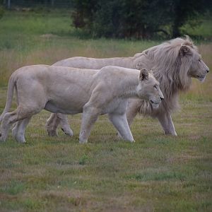 Southeast african lion