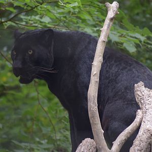 Black leopard