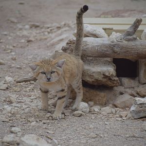 Sand cat