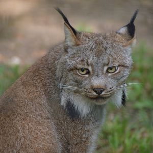 Canadian lynx