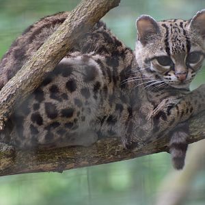 Margay
