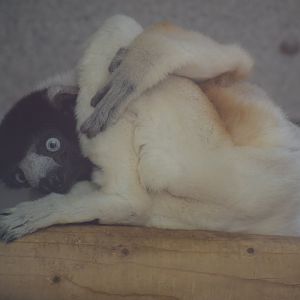 Crowned sifaka
