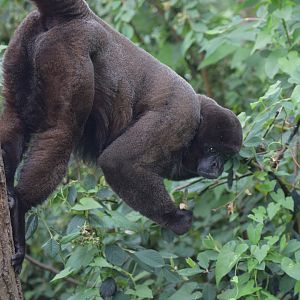 Woolly monkey