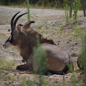 Roan antelope