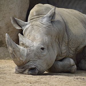 Southern white rhinoceros