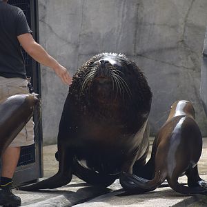 South American sea lion