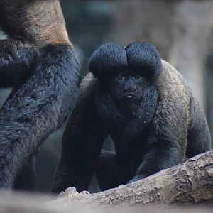 Guianan bearded saki