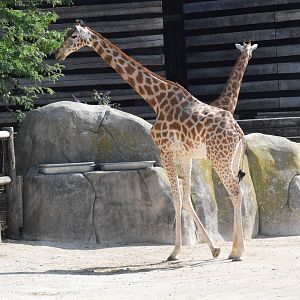 Kordofan giraffe