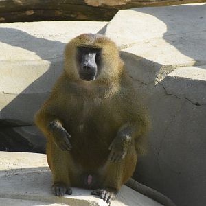 Guinea baboon