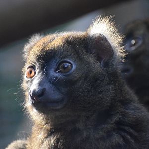 Greater bamboo lemur