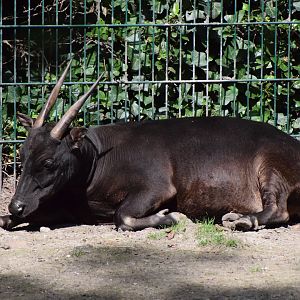 Lowland anoa