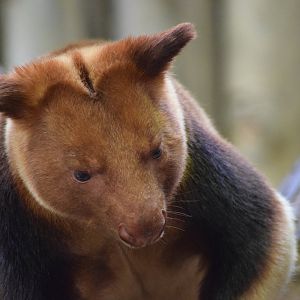 Goodfellow's tree-kangaroo