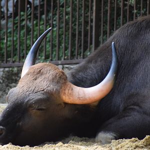 Indian gaur