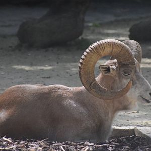 Transcaspian urial