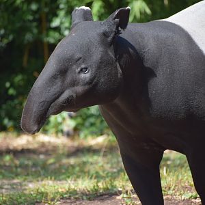 Malayan tapir
