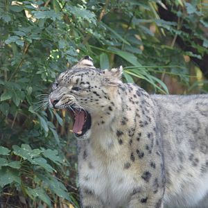 Snow leopard