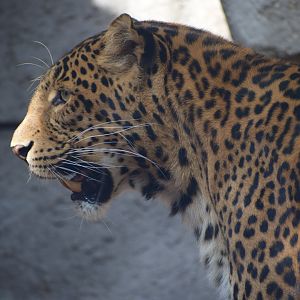 North chinese leopard