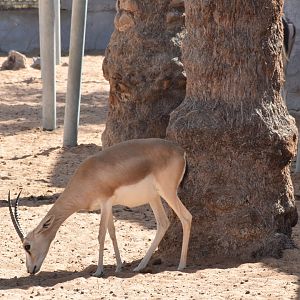 Arabian sand gazelle