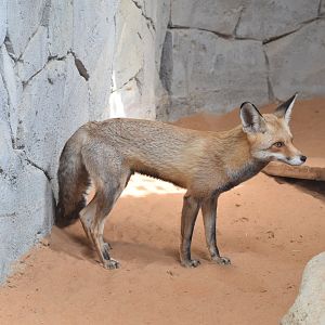 Arabian red fox