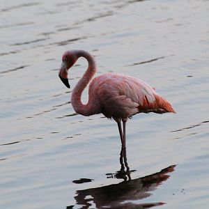 American Flamingo - Kansas