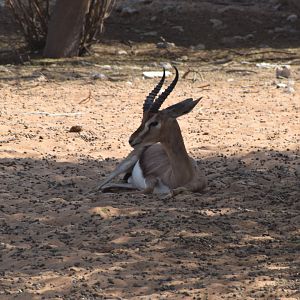 Mountain gazelle