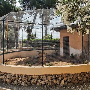 Lady Amherst's pheasant and Amazon parrots exhibit
