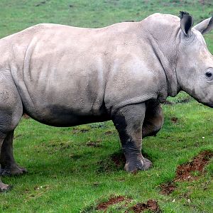 White rhinoceros; Whipsnade; 25th April 2023