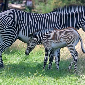 Grevy's zebra with foal; Whipsnade; 10th August 2023