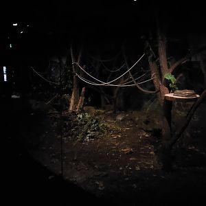 Terra Australis - Possum & sugar glider