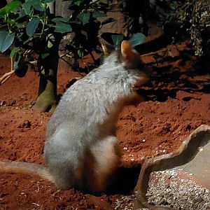 Rufous bettong with offspring