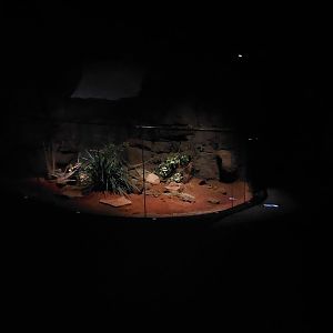 Spinifex hopping mouse exhibit