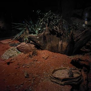 Terra Australis - Spinifex hopping mouse exhibit