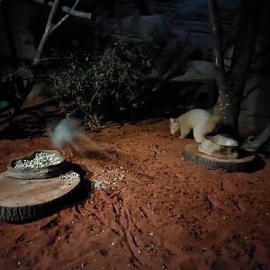Terra Australis - Bettong & golden possum exhibit