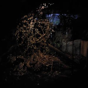 Terra Australis - Eastern quoll exhibit