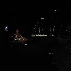 Terra Australis - rainforest room