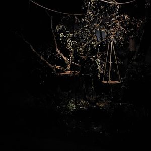 Terra Australis - Sugar glider exhibit