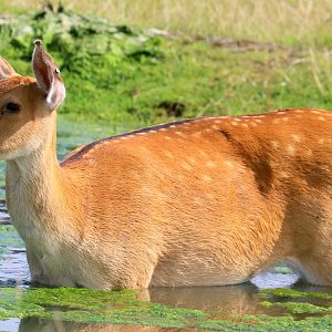 Barasingha; Whipsnade; 10th August 2023