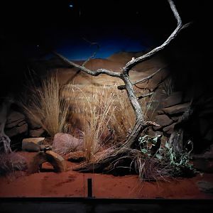 Terra Australis - Kowari enclosure