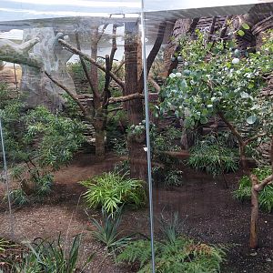 Terra Australis - 2nd koala exhibit