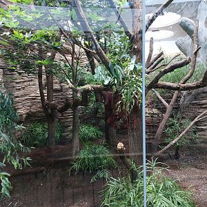 Terra Australis - First koala exhibit