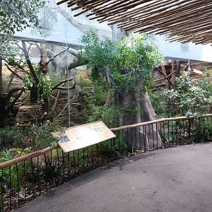 Terra Australis - Koala viewing