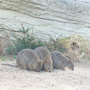 Quokka