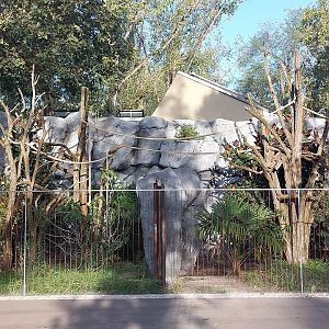 Terra Australis - Tree kangaroo outdoors