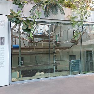 Ape house - 2nd Bonobo indoor exhibit