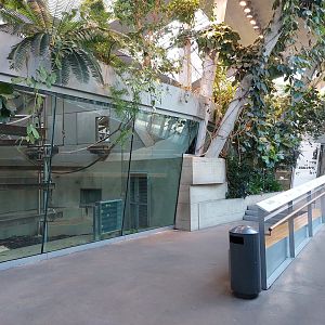 Ape house - Bonobo indoors