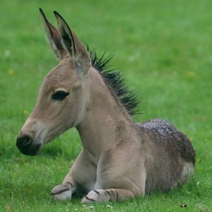 Young Somali wild ass; Marwell; 31st August 2023