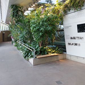 Ape house - Gorilla indoors