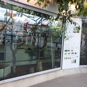 Ape house - Squirrel monkey exhibit