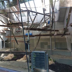 Ape house - 3rd bonobo exhibit